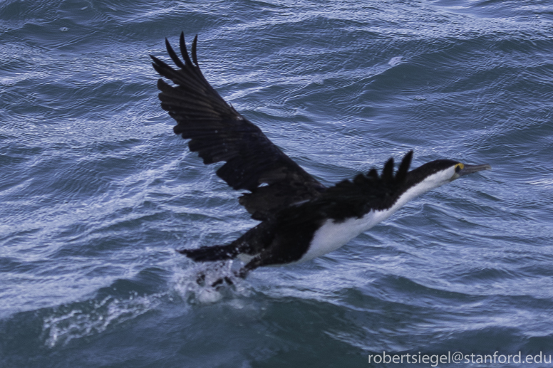 white faced cormorant